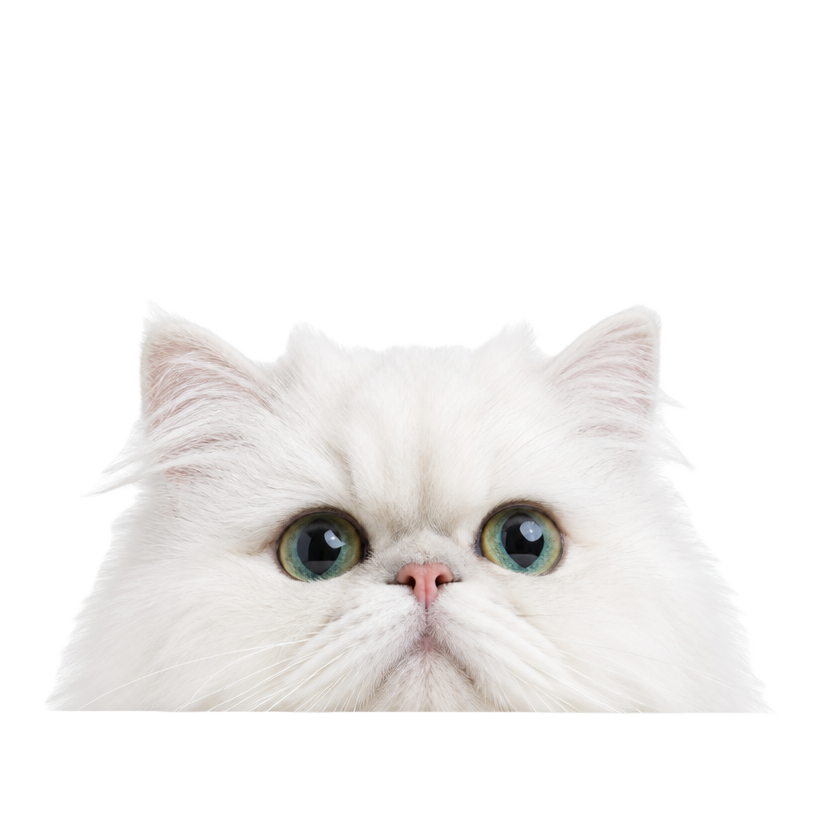 Cat grooming
